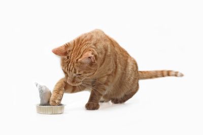 Close-up of a cat against white background