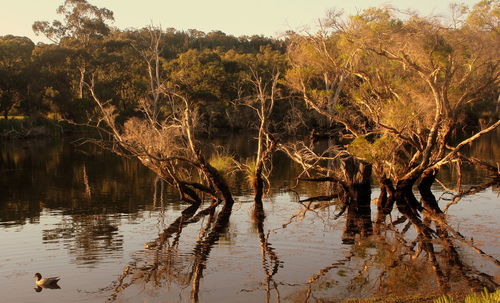 Reflection of trees in lake