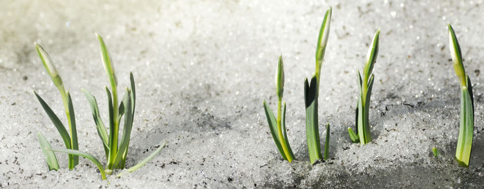 Close-up of plants growing on land