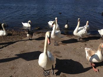 High angle view of swans on lake