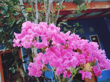 Close-up of pink flowering plants