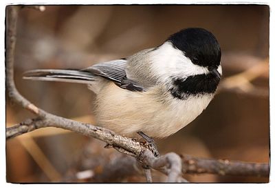 Close-up of bird perching outdoors