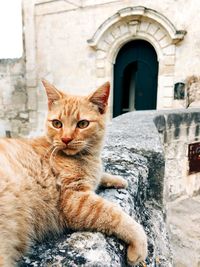 Cat sitting in a building