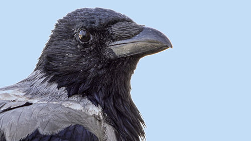 Close-up of a bird against clear sky