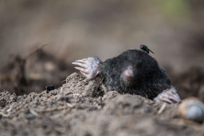 Close-up of dead bird