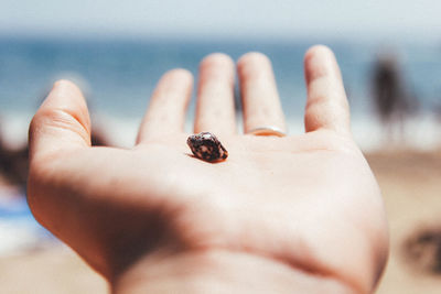 Cropped hand of woman holding seashell at beach