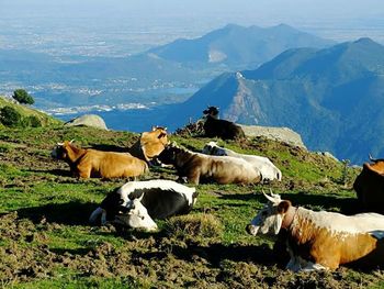 Sheep grazing on field