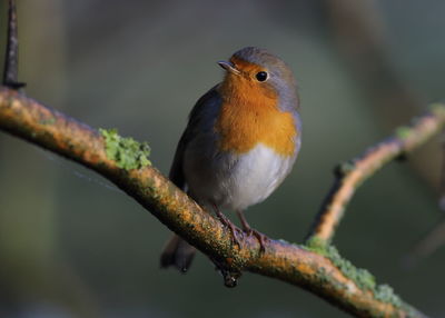 Close-up of bird perching on branch