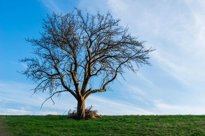 Bare tree on field against sky