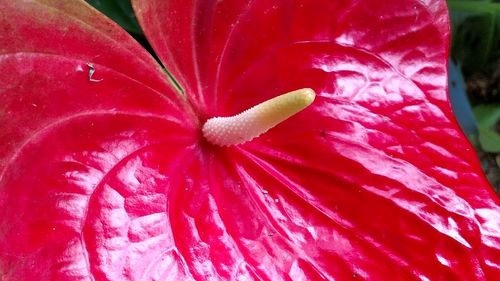 Close-up of red hibiscus blooming outdoors