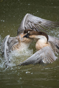 Fighting geese