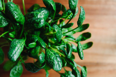 Close-up of fresh vegetables on table