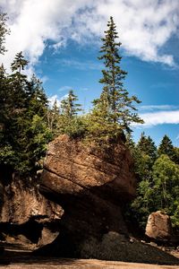 Rock formation amidst trees against sky in forest