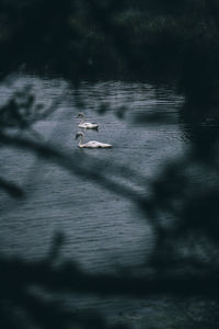 View of birds swimming in lake