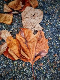 Close-up of maple leaves fallen on water