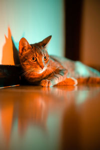 Close-up portrait of a cat