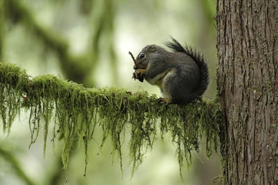 Squirrel on tree trunk