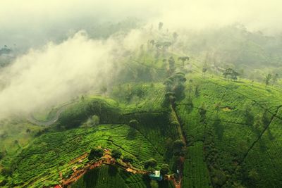 Scenic view of vineyard against sky