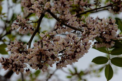 Close-up of apple blossoms in spring