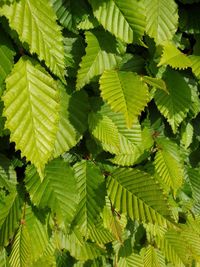 Full frame shot of green leaves