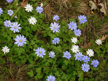 Flowers blooming outdoors