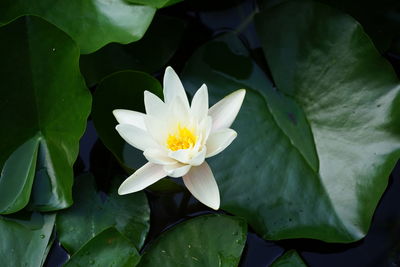 Close-up of lotus water lily amidst leaves in pond