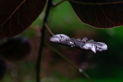 Close-up of water drops on twig