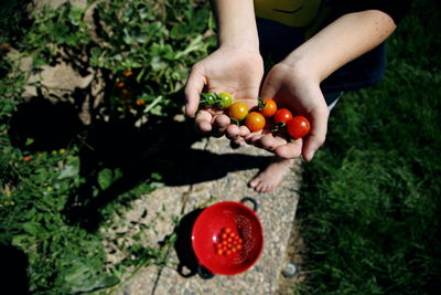 Low section of person holding cherry tomatoes at backyard