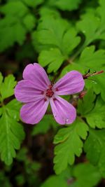 Close-up of purple flowering plant