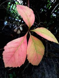 Close-up of leaves