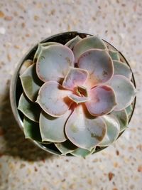 Directly above shot of ice cream cone