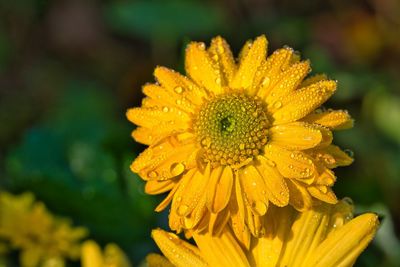 Close-up of yellow flower