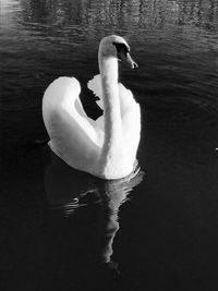 Woman swan in water
