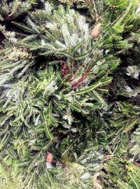 Full frame shot of tree