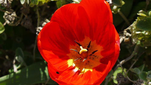 Close-up of red poppy flower