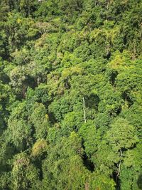 High angle view of trees in forest