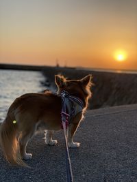 Dog standing on road against sky during sunset
