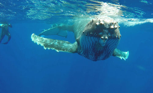 Humpback whale swimming undersea