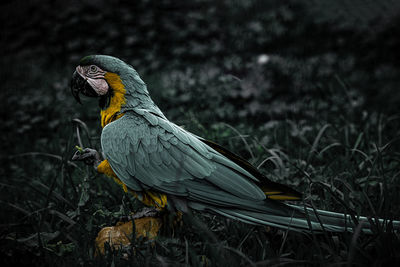 Low angle view of bird perching on tree