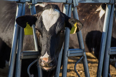 Cow looking through animal pen