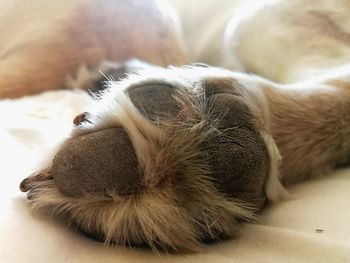 Close-up of dog sleeping