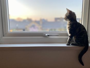 Cat sitting on window sill