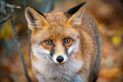 Close-up portrait of a fox