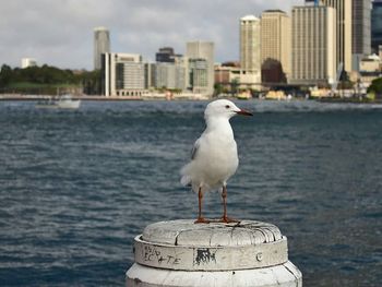 Seagull perching on sea by city