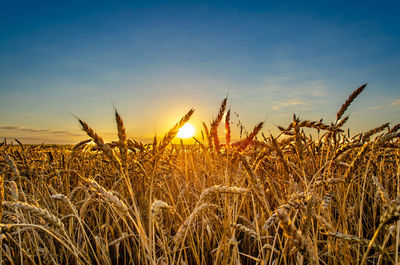 Wheat growing on field against sky at sunset