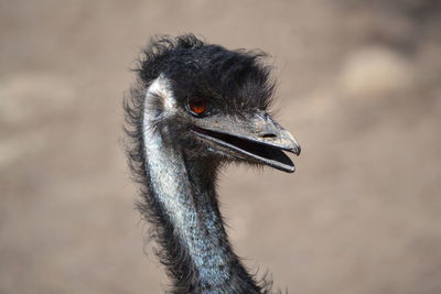 Close-up of sparrow outdoors