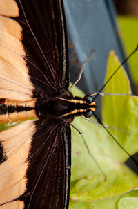 Close-up of butterfly