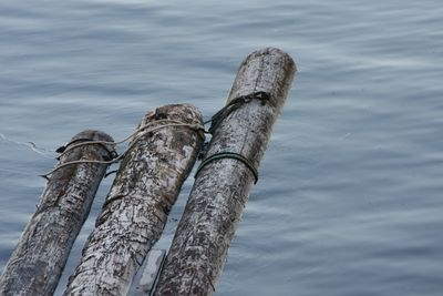 Close-up of sea shore