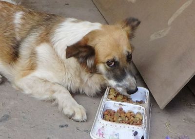 Close-up of dog eating