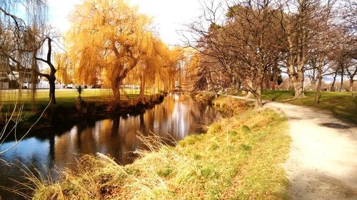 Reflection of trees in water